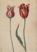 Georg Flegel Two Tulips oil on canvas